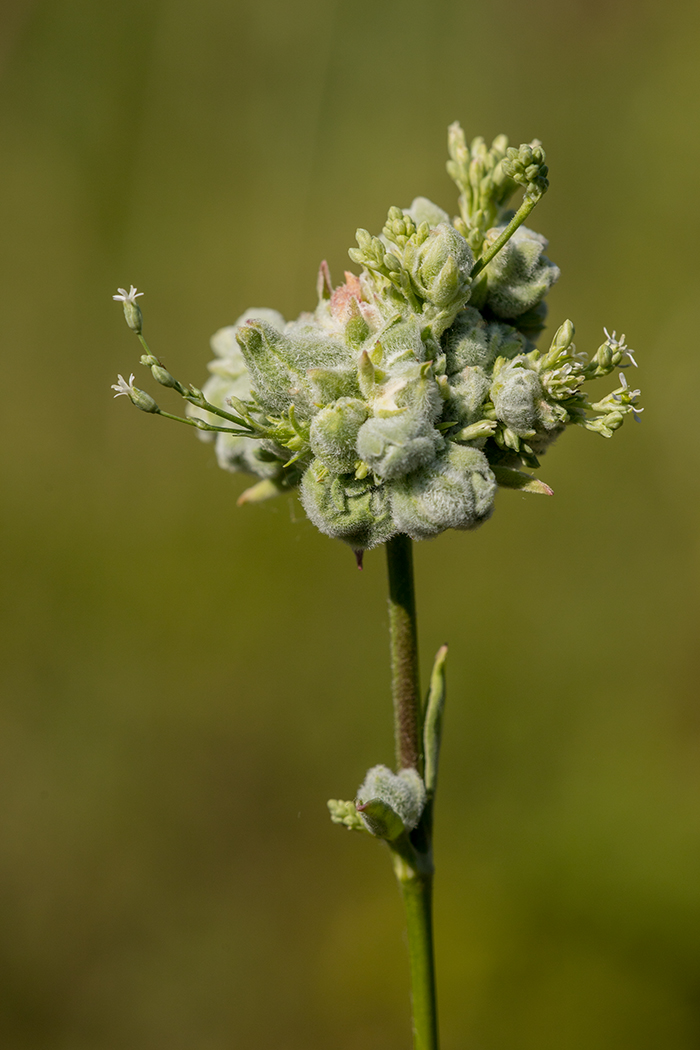 Image of Silene wolgensis specimen.