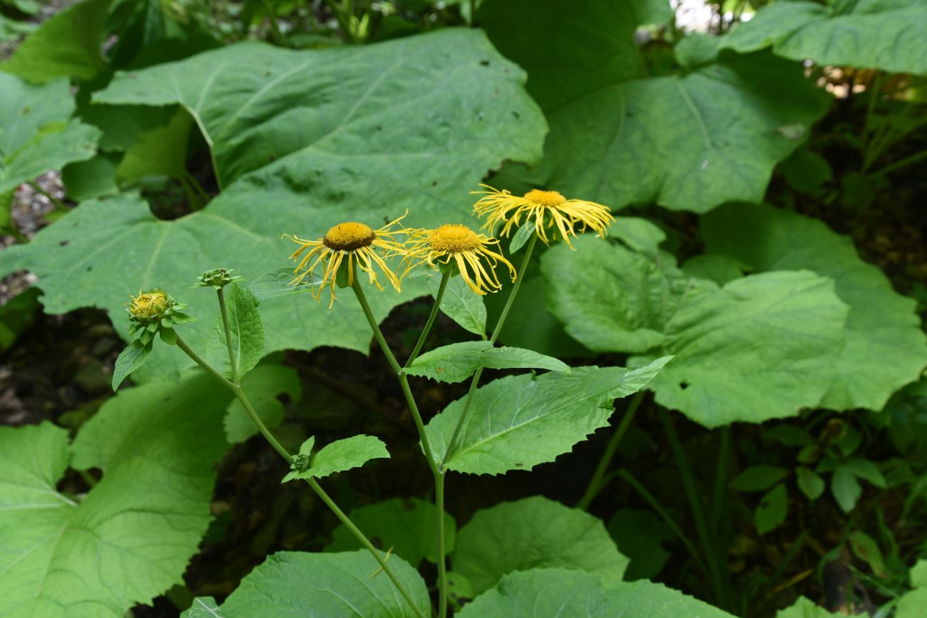 Image of Telekia speciosa specimen.