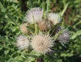 Cirsium roseolum