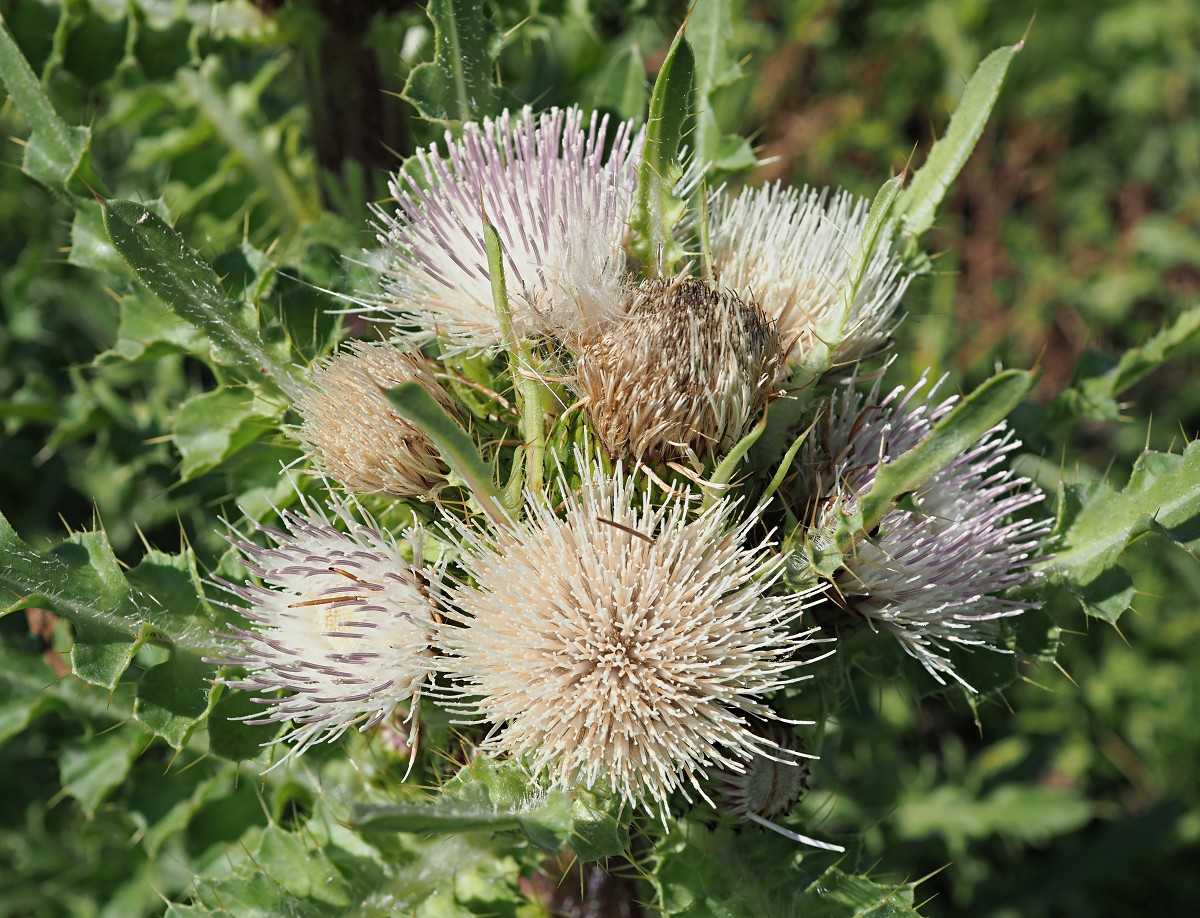 Image of Cirsium roseolum specimen.