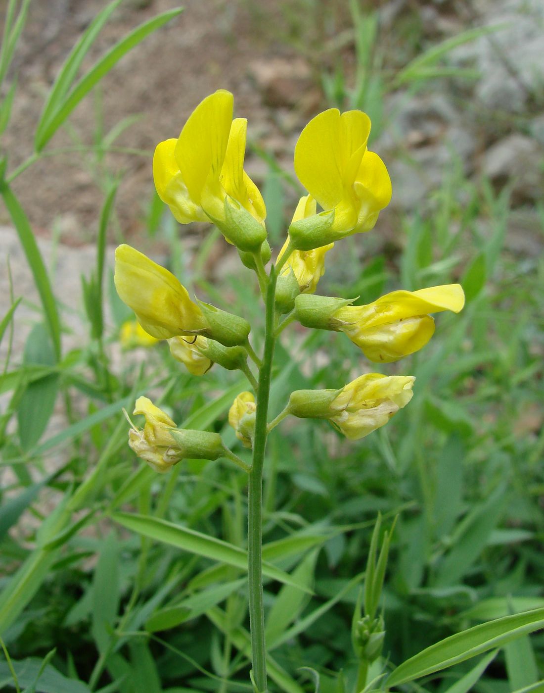 Image of Lathyrus pratensis specimen.