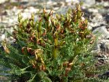 Pedicularis ochotensis. Верхушка плодоносящего растения. Магаданская обл., окр. Магадана, п-ов Старицкого, горная тундра. 08.07.2018.