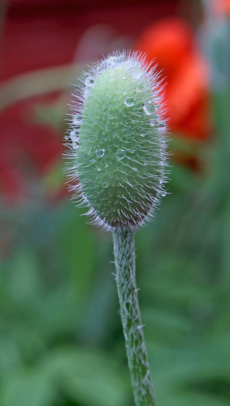 Изображение особи Papaver setiferum.