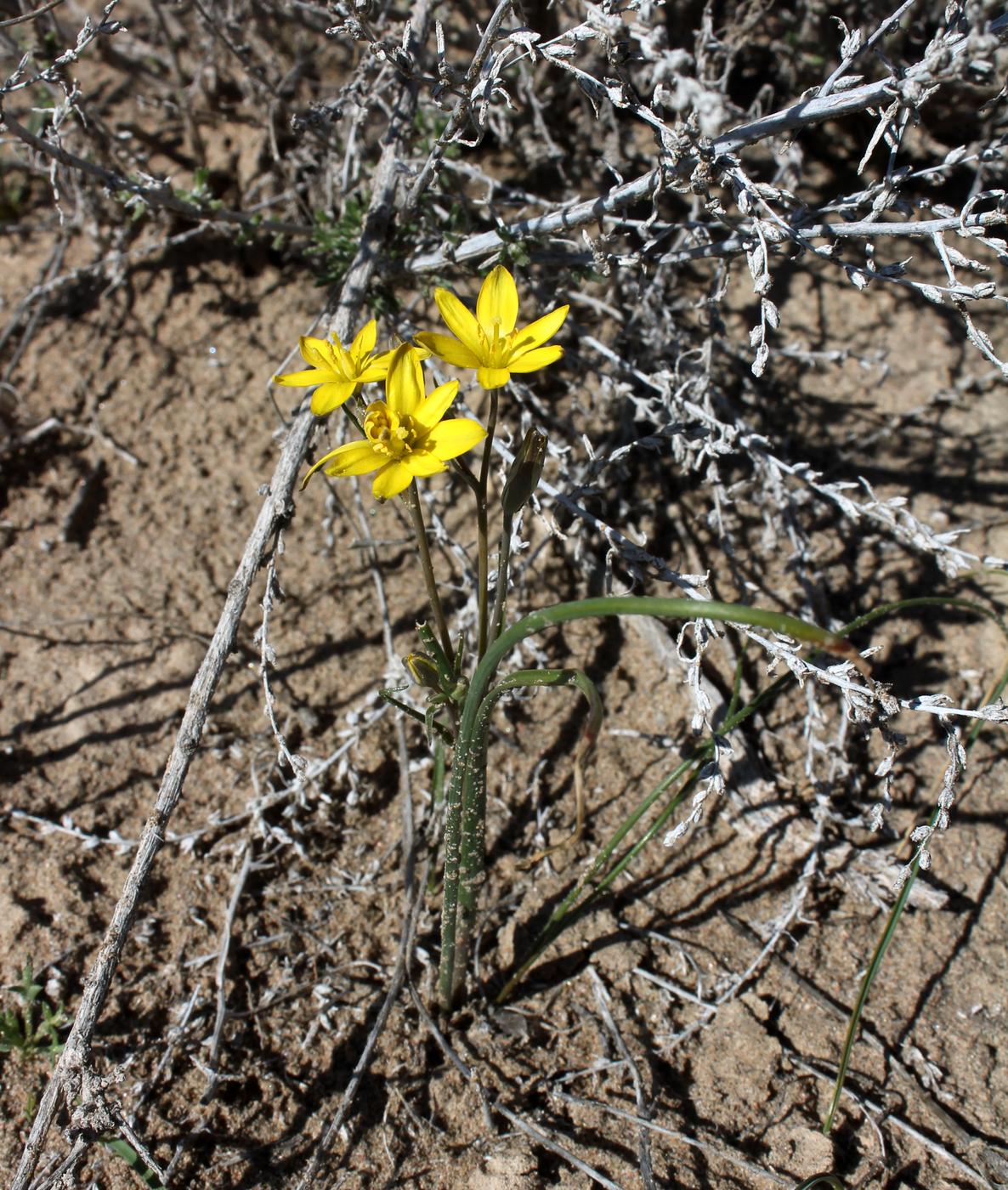 Image of genus Gagea specimen.