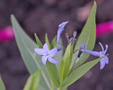 Amsonia tabernaemontana