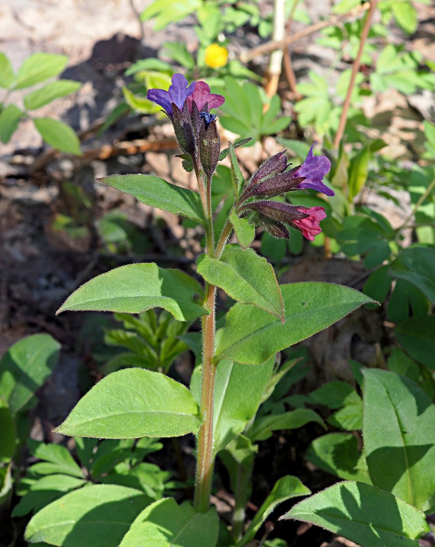 Image of Pulmonaria obscura specimen.