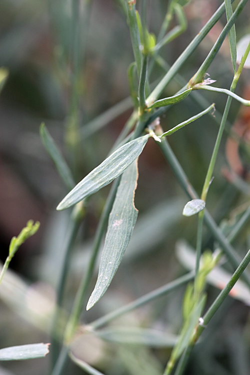 Изображение особи Polygonum hyrcanicum.