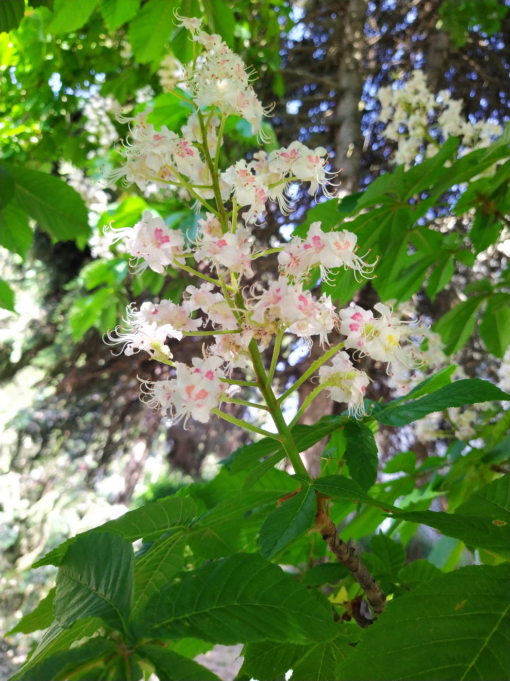 Изображение особи Aesculus hippocastanum.