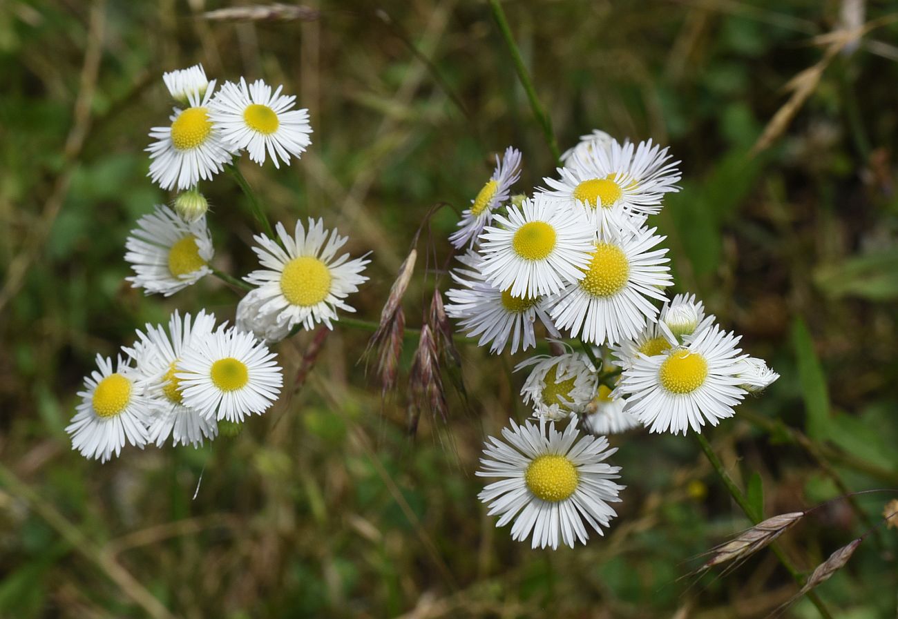 Image of Erigeron annuus specimen.