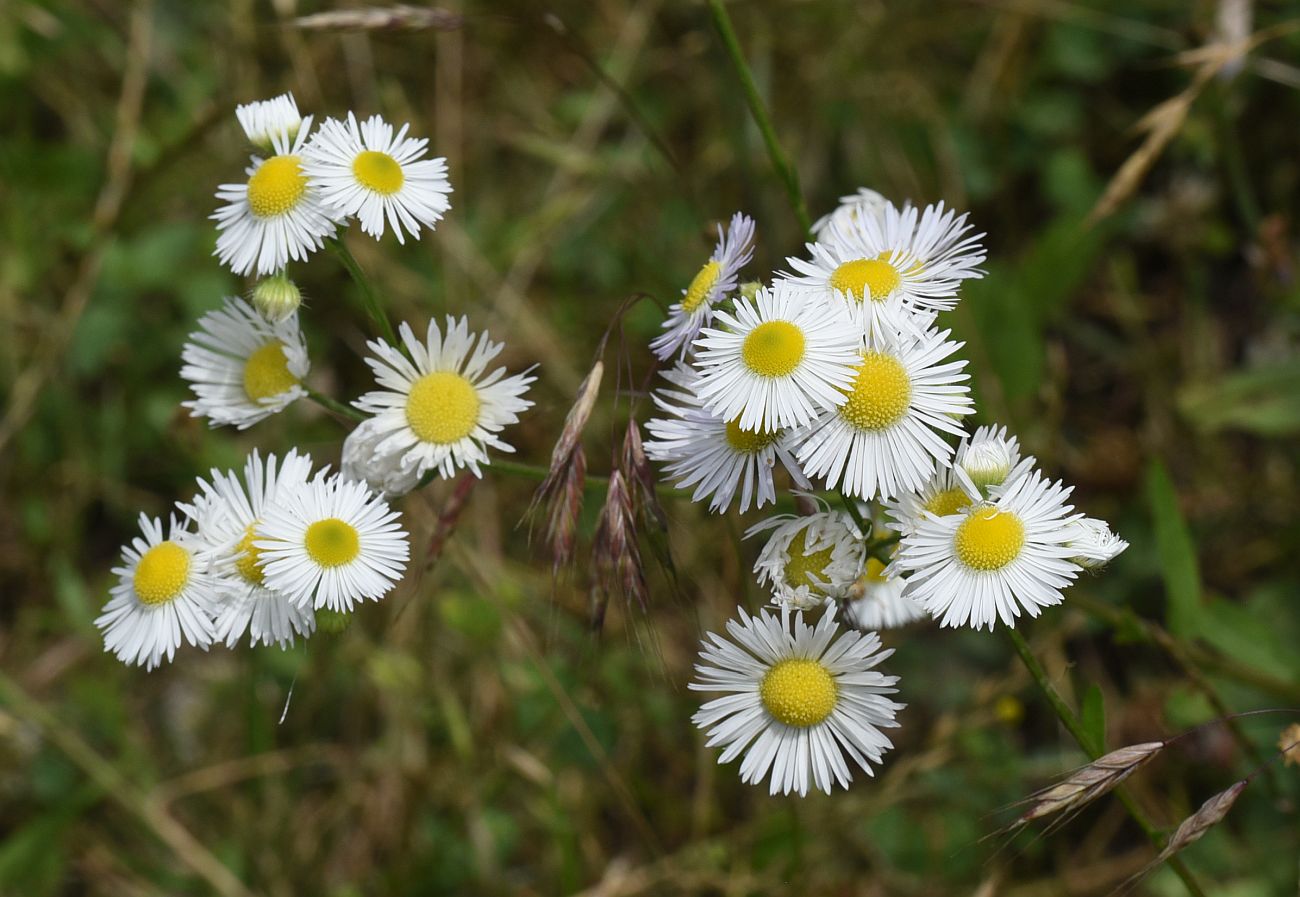 Изображение особи Erigeron annuus.