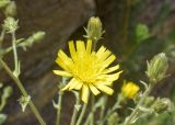 Hieracium amplexicaule. Распустившееся и нераспустившиеся соцветия. Испания, автономное сообщество Каталония, провинция Барселона, комарка Бергеда, муниципалитет Сальдес, подножие горы Педрафорка, окр. смотр. площадки \"Гресолет\", 1557 м н.у.м., в трещине отвесной скалы. 11.06.2023.