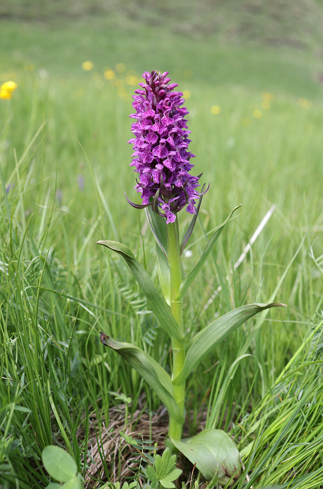 Изображение особи Dactylorhiza euxina.