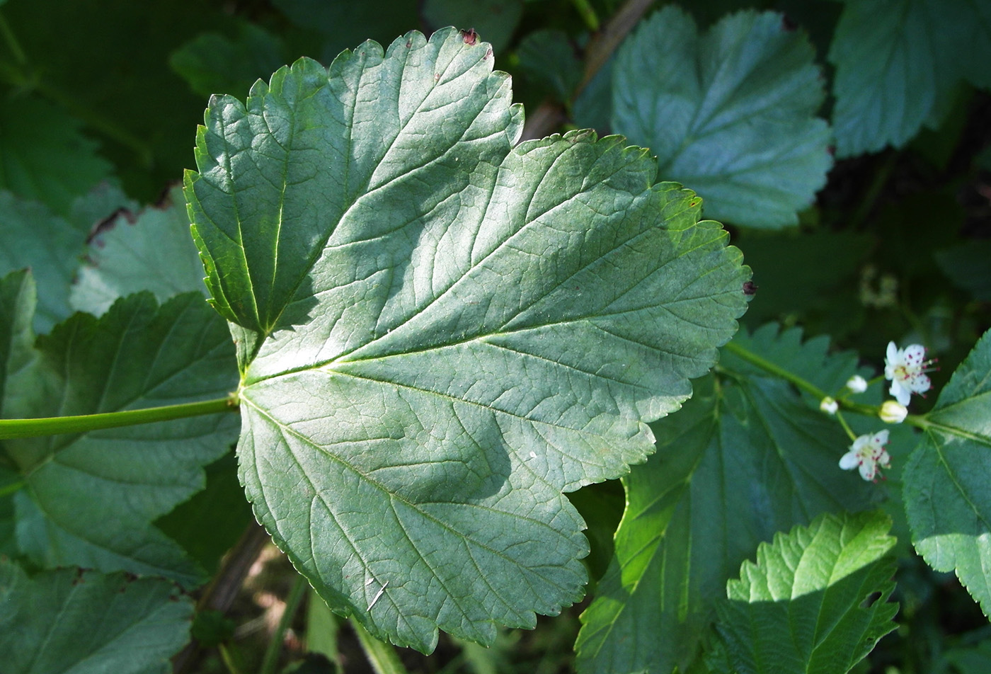 Image of Physocarpus opulifolius specimen.