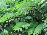 Polygonatum multiflorum