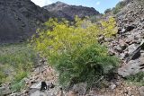 Ferula ovina. Цветущее растение. Казахстан, Алматинская обл., нац. парк \"Алтын-Эмель\", горы Чулак, ущ. Челбыр, крупнообломочная осыпь. 26 мая 2023 г.