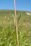 Ranunculus oreophilus