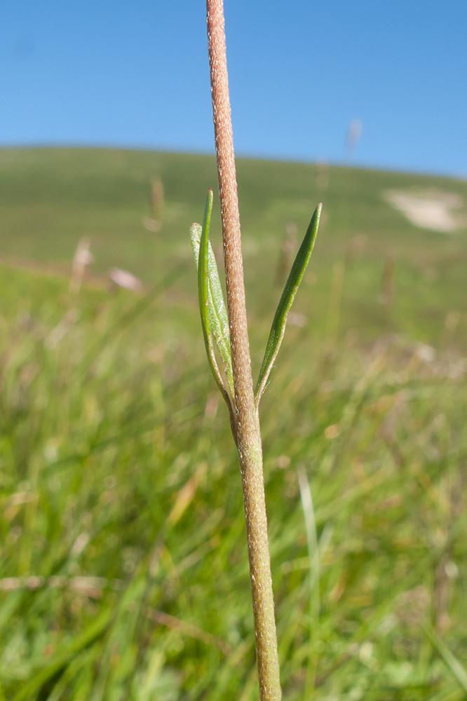 Image of Ranunculus oreophilus specimen.