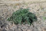 Cirsium vulgare