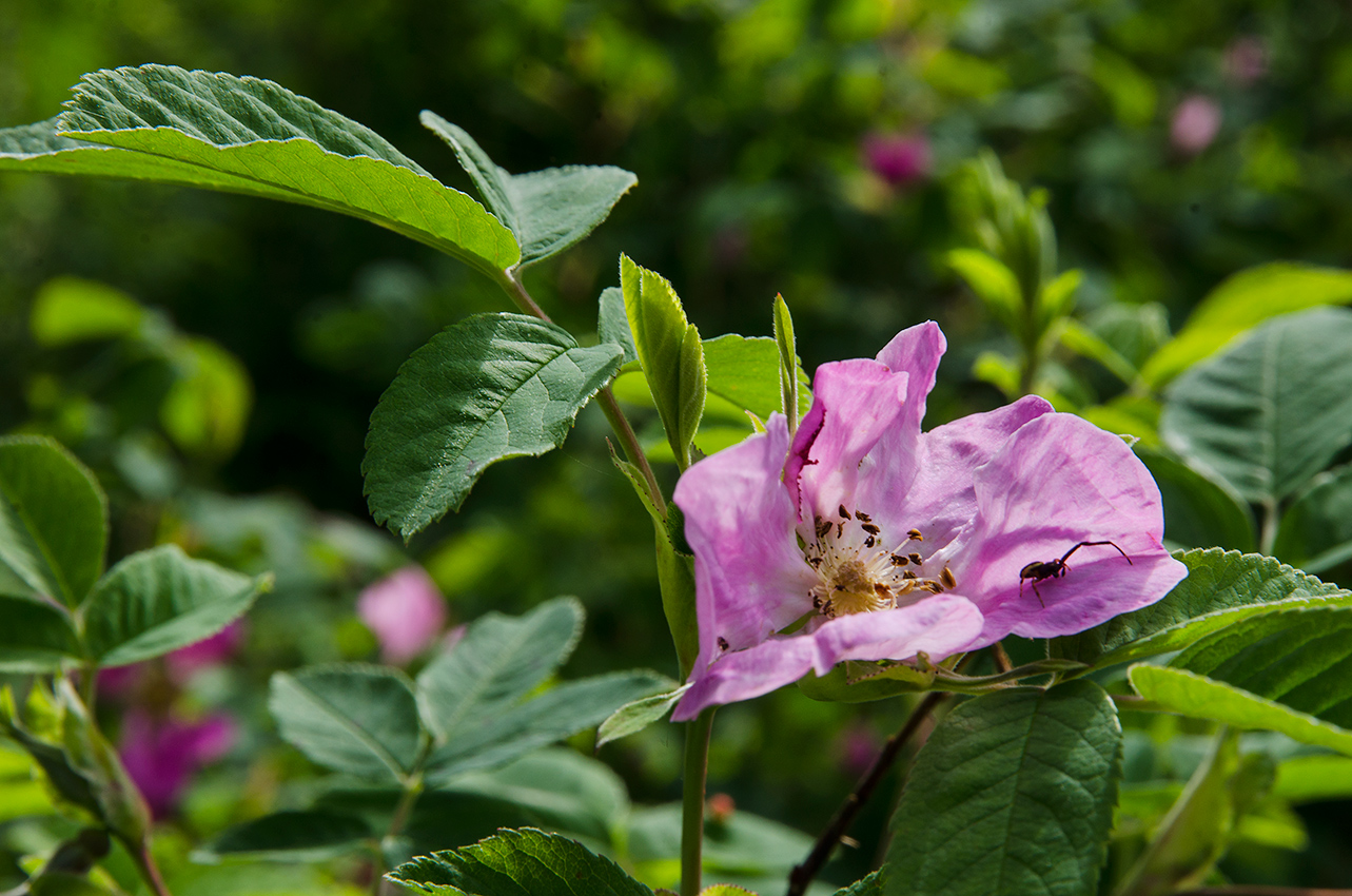 Image of genus Rosa specimen.