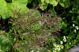 genus Epilobium