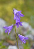 Campanula collina. Верхушка цветущего растения. Карачаево-Черкесия, Карачаевский р-н, Большой Кавказ, правый берег р. Кичкинекол (Узункольский), ≈ 2180 м н.у.м., частично задернованная каменная россыпь, среди камней. 21.07.2023.