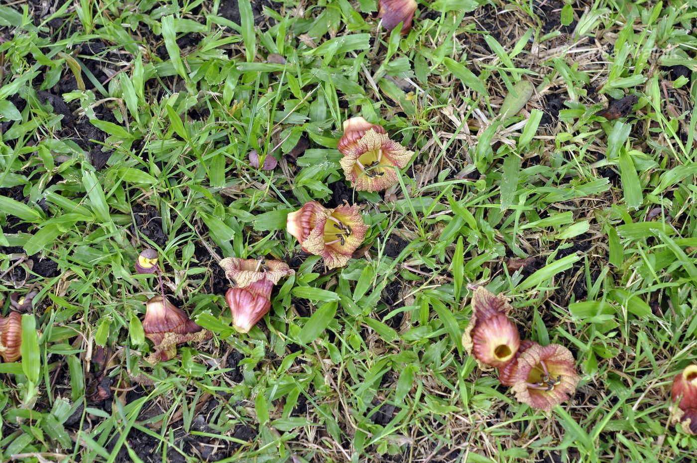 Изображение особи Crescentia alata.
