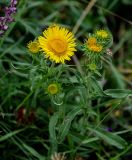 Inula britannica