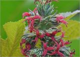 Ricinus communis