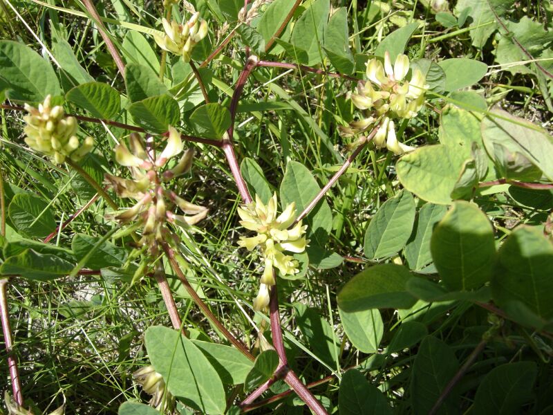 Image of Astragalus glycyphyllos specimen.