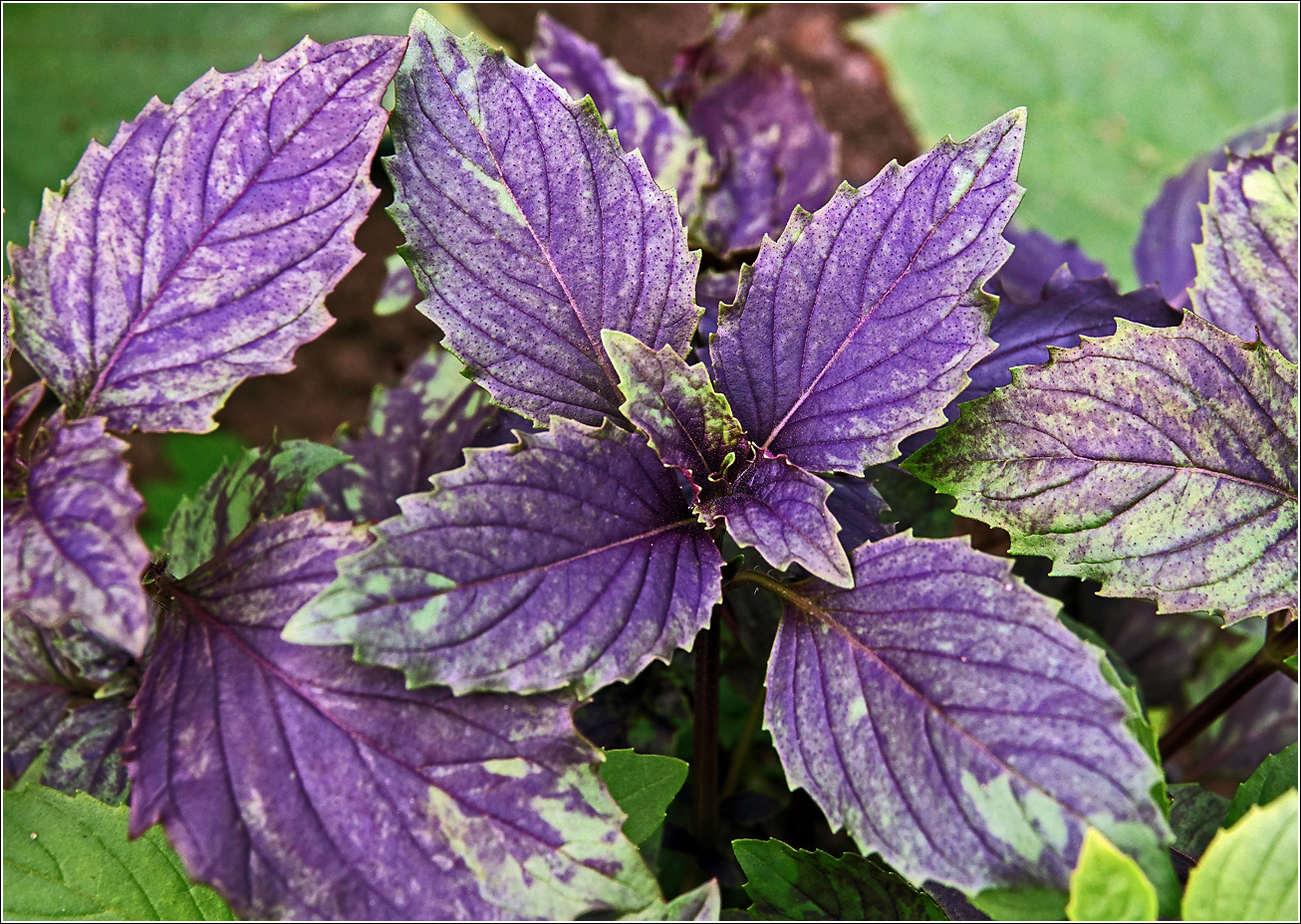 Изображение особи Ocimum basilicum.