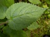 Stachys sylvatica