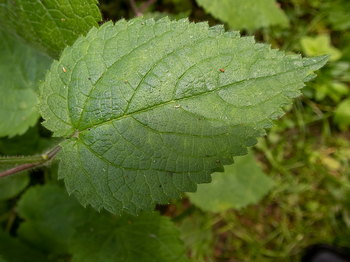 Изображение особи Stachys sylvatica.