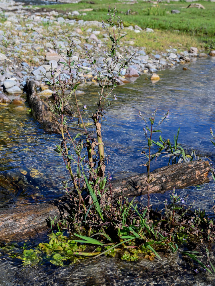 Image of Veronica anagallis-aquatica specimen.