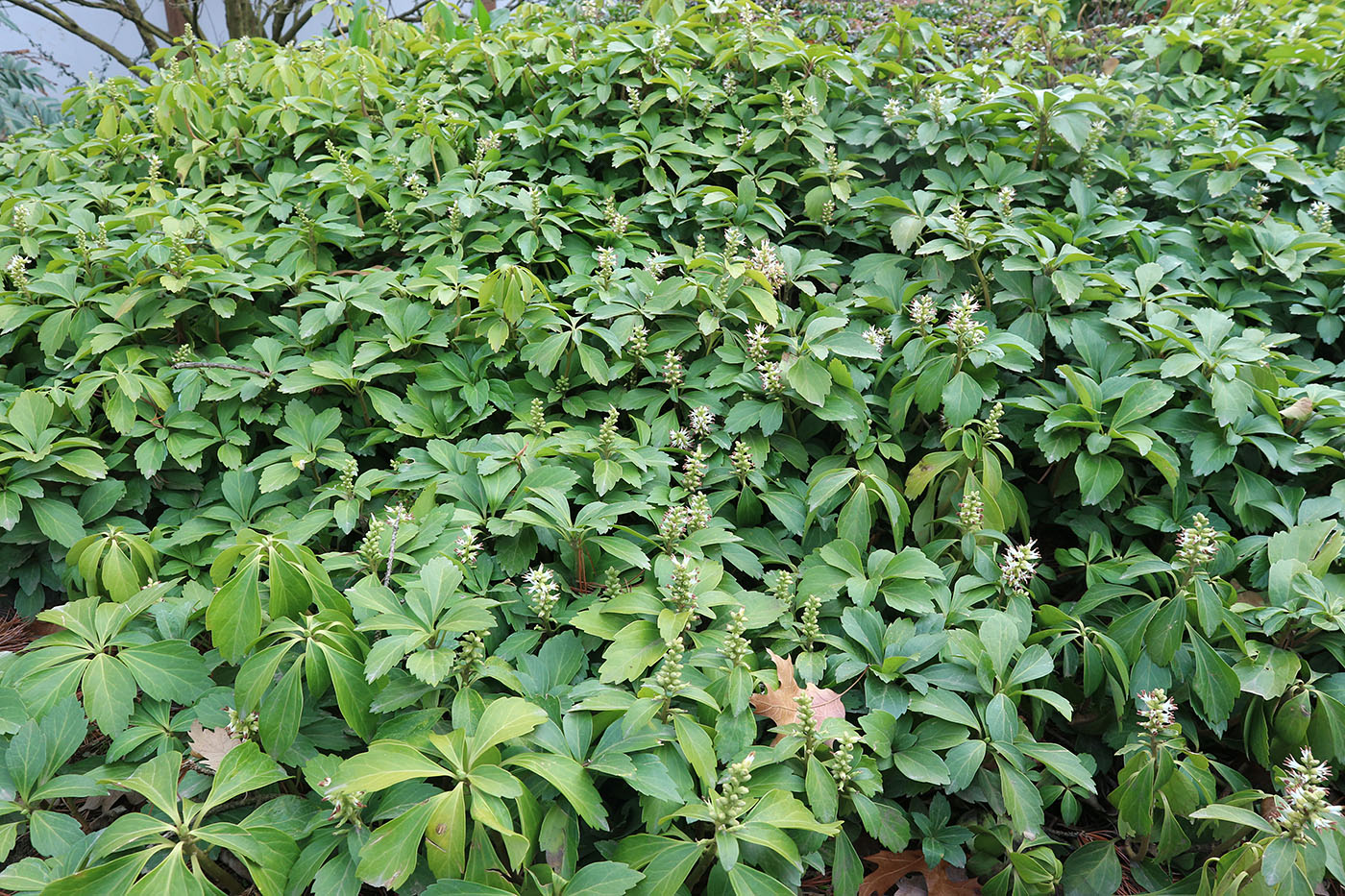 Изображение особи Pachysandra terminalis.