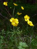 Ranunculus propinquus