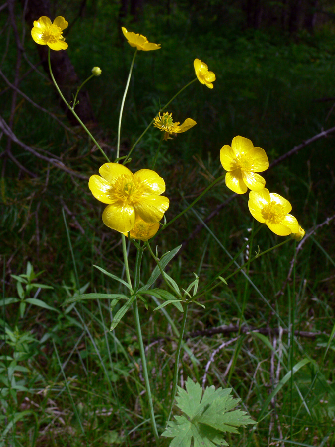 Изображение особи Ranunculus propinquus.