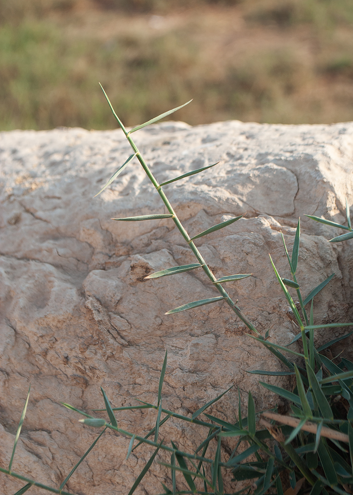 Image of Phragmites australis specimen.