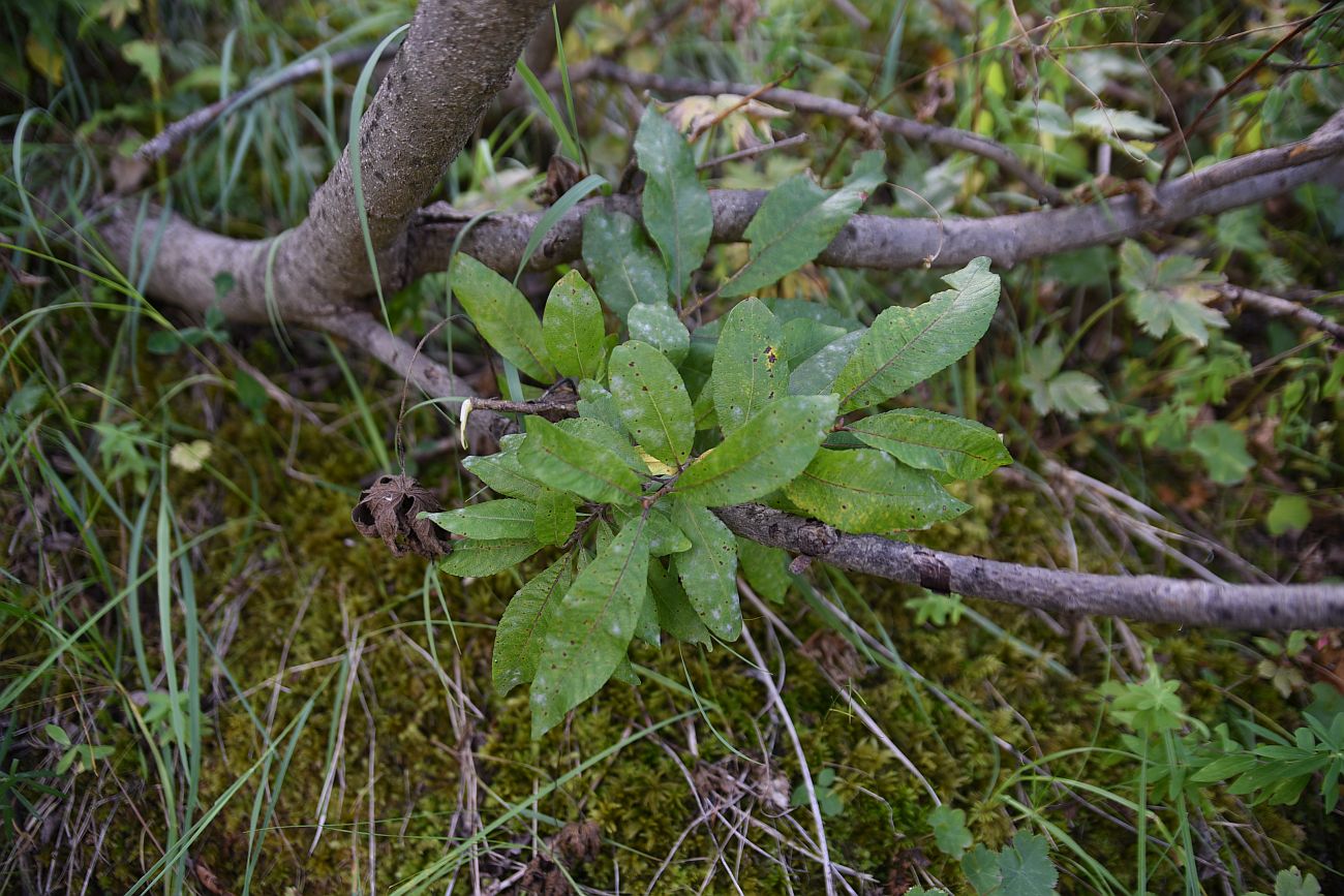 Image of genus Salix specimen.