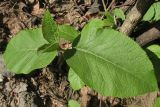 Viburnum lantana