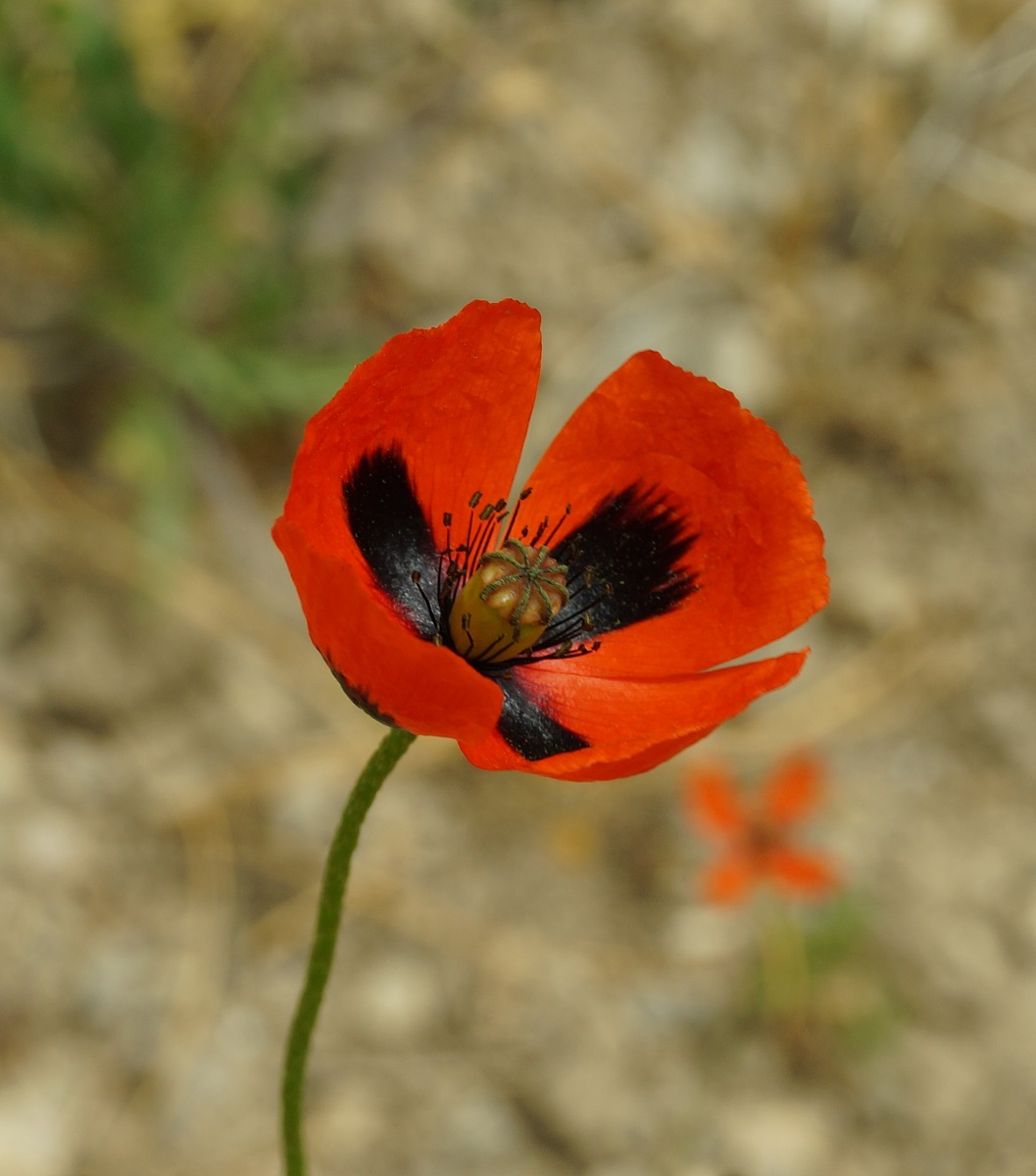 Image of Papaver stevenianum specimen.