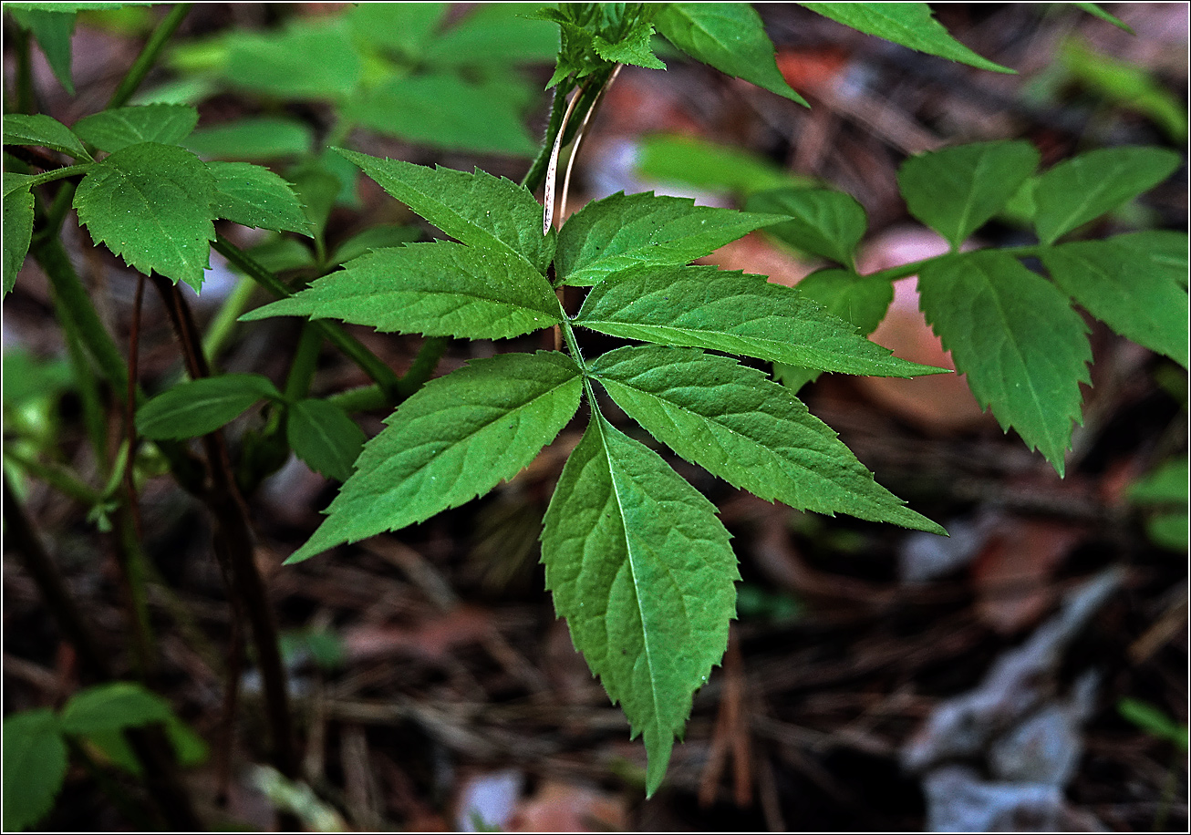 Image of Sambucus racemosa specimen.