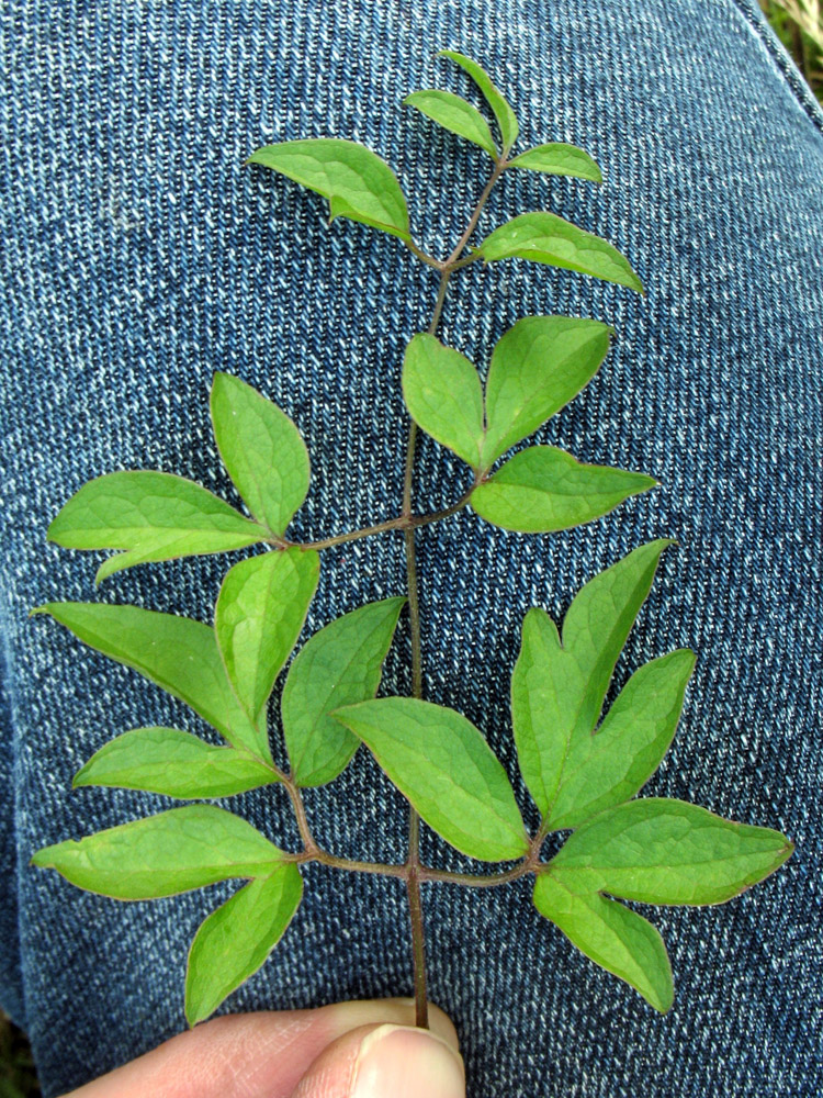 Image of Clematis viticella specimen.