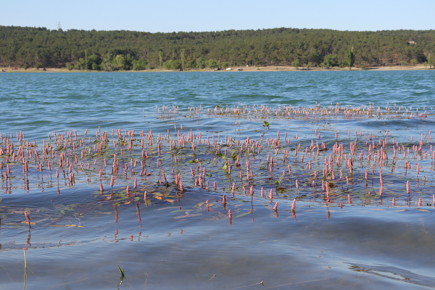 Image of Persicaria amphibia specimen.