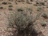 Astragalus villosissimus