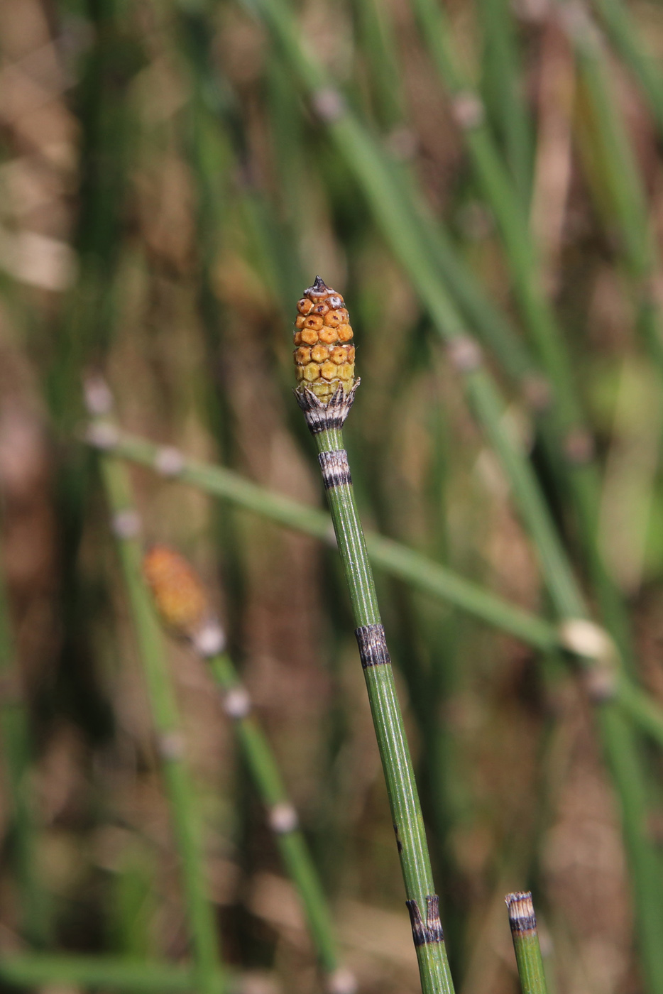 Image of Equisetum hyemale specimen.