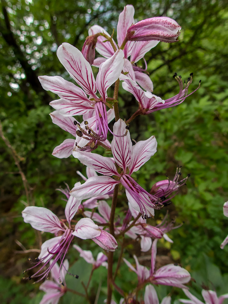 Изображение особи Dictamnus gymnostylis.