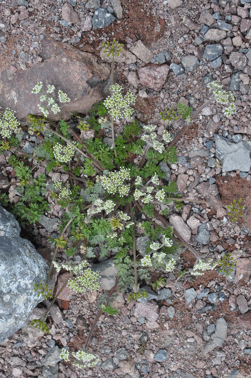 Image of familia Apiaceae specimen.