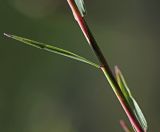 Image of taxon representative. Author is Вера Волкотруб