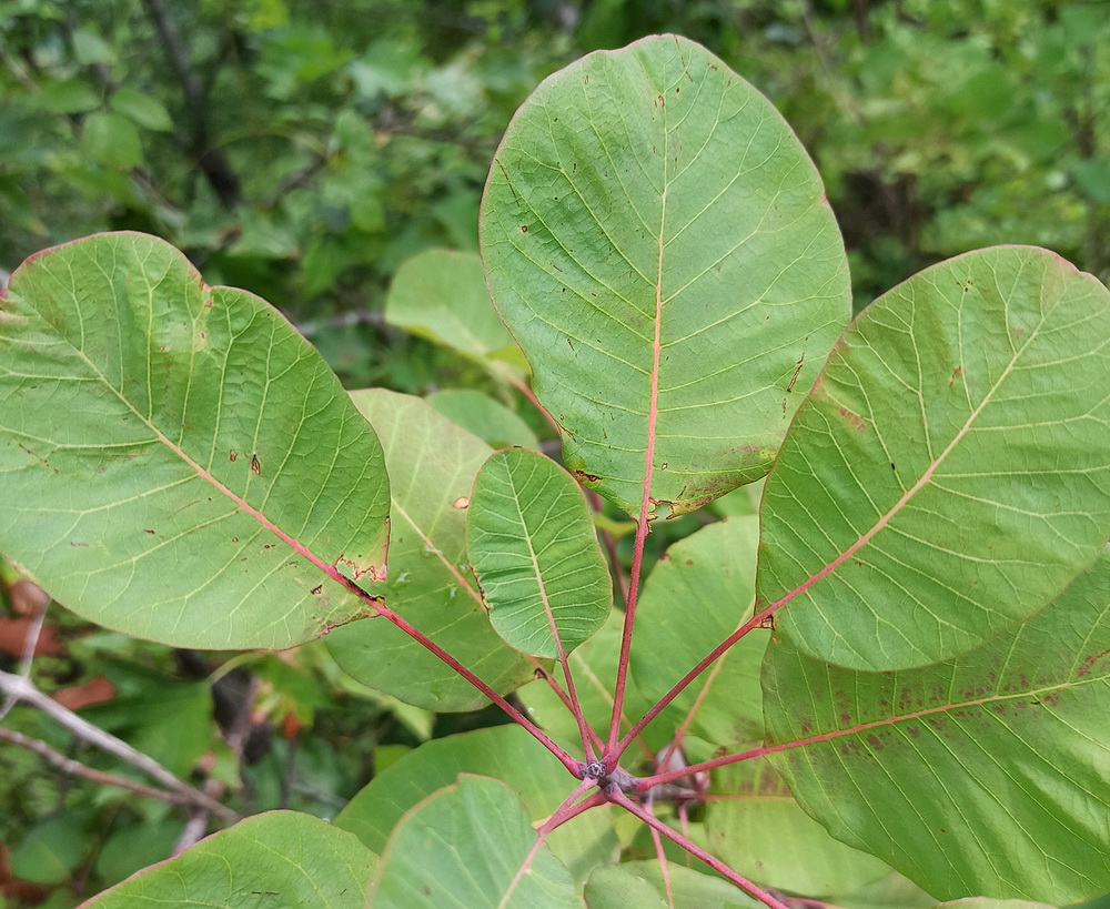 Image of Cotinus coggygria specimen.