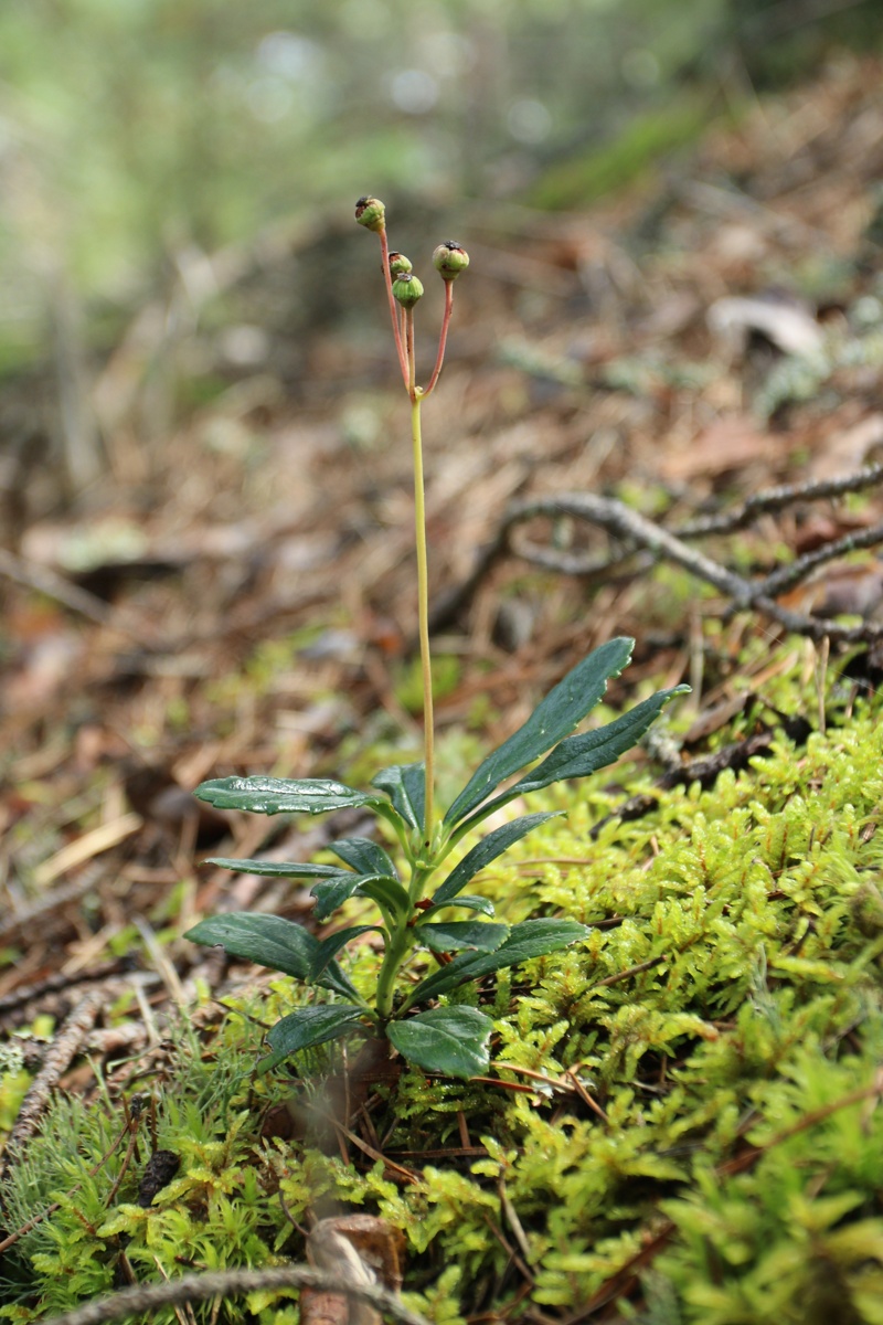Изображение особи Chimaphila umbellata.